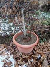 PRE BONSAI BIANCOSPINO fiore