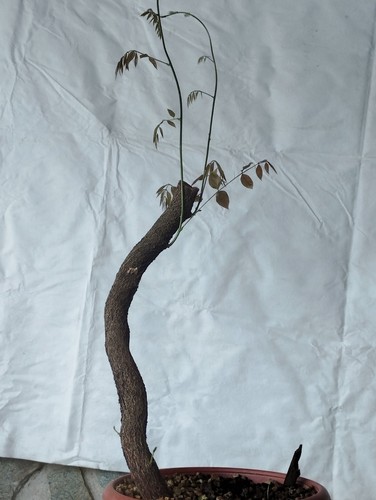 Bonsai glicine 50cm - bonsai,