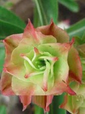 5 semi di Adenium obesum GREEN