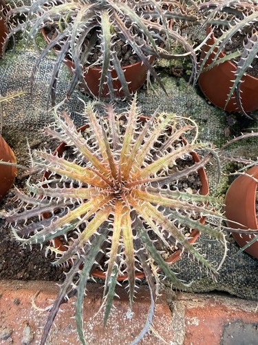 Rara bromelia del deserto - rara,