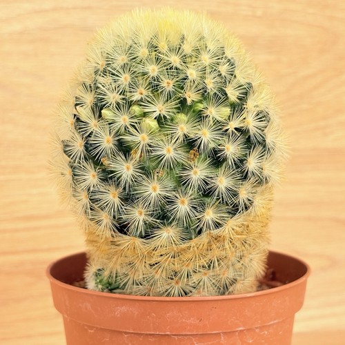 Mammillaria carmenae pot 10 - mammillaria,