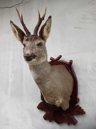 Real roe deer - roe-deer, head
