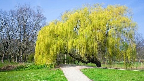 Salice piangente salix - salice, x