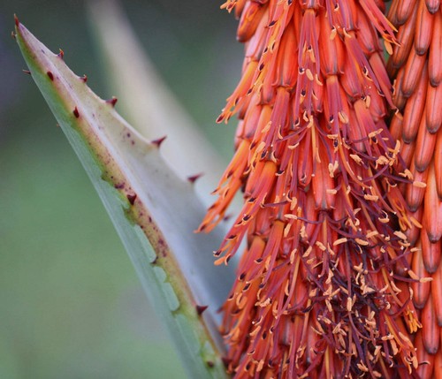 Aloe ferox seeds semi - seeds,