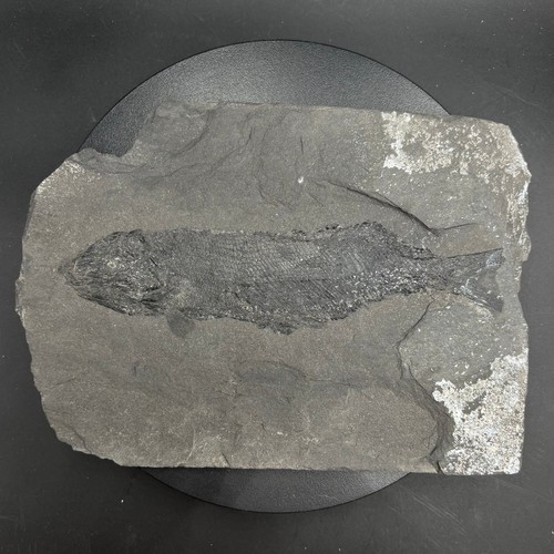 Palaeoniscum freieslebeni