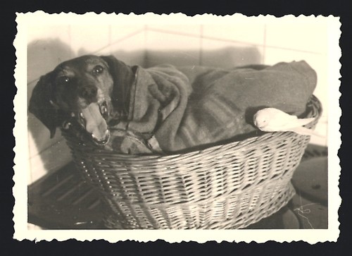 Fotografia cane bassotto