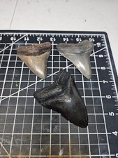 Megalodon Carcharodon Set di 3