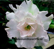 Adenium Obesum, Quattro Jumbo