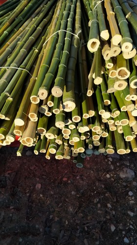 Canne bamboo 2 metri - 3, di