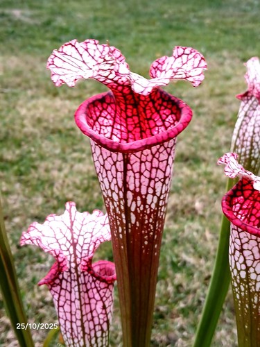 Sarracenia spiritual mad - "spiritual", (mad