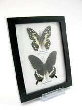 2 farfalle vere, imbottite