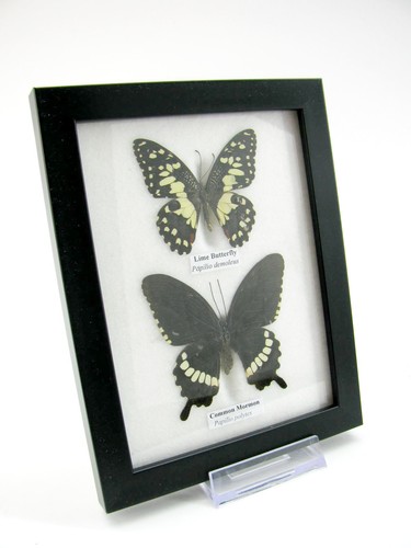 Farfalle vere imbottite - 2,