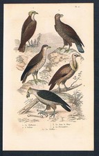 1840 - Poiana Griffin