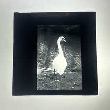 Antique Magic Lantern Slide