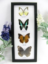 4 farfalle vere, imbottite