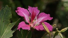 Purple Orchid Tree, Bauhinia