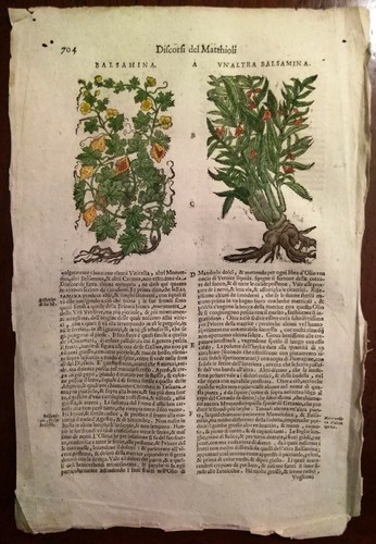 Stampa antica erbario mattioli - antica,