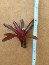 Neoregelia Schultesiana