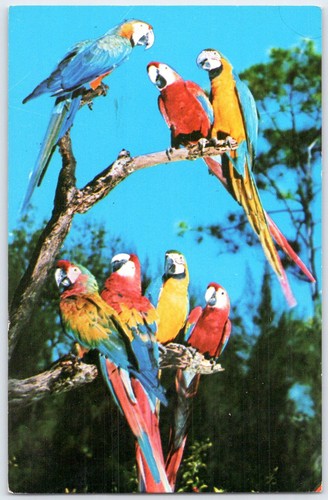 1967 parrot jungle miami - 1967,