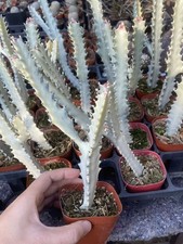 3pcs 15cm euphorbia trigona - 10-15cm,