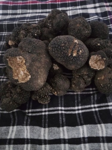 500 tartufo nero - 500, gr