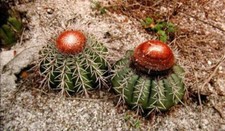 MELOCACTUS NERYI, 10 SEMI