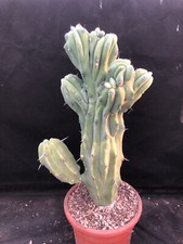 MYRTILLOCACTUS GEOMETRIZANS BIG  CRESTATO- VIVAIO IL GIARDINO DI MAYA CACTUS D13