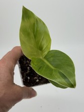 Planttini🌱 Strelitzia