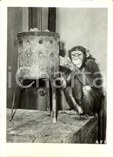 1942 ROMA Scimmia infreddolita si scalda davanti ad una stufa *Fotografia