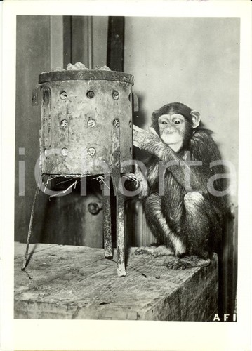 1942 roma scimmia - 1942,