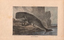 Stampa CAPODOGLIO Physeter