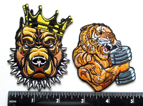 Tigre leone con muscoli - 🔥tigre,