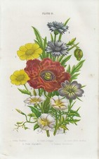 stampe antiche fiori botanica originali di campo papavero mais tagete