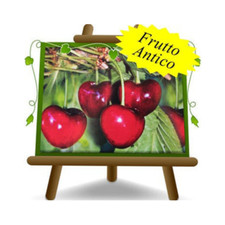 Ciliegio dolce Lapins  Altezza