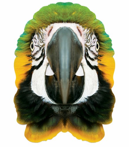 Pappagallo animale singolo - animale, 2d