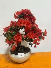 Bonsai Di Azalea Fiore Rosso