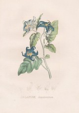 Solanum Nightshade Mexico