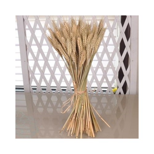 Spighe grano fascio 80 - di,
