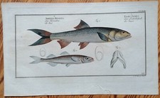 Bloch incisione su rame Pesci