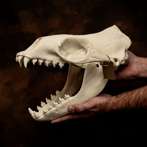 Leopard seal skull - leopard,