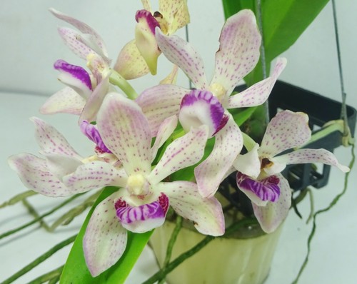 Vanda pumila rhynchostylis - pumila, x