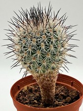 Turbinicarpus mandragora subs