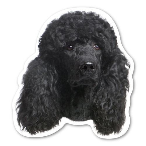 Calamita barboncino - (nero),