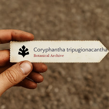 Coryphantha tripugionacantha
