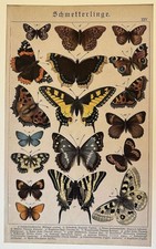 FARFALLE CROMOLITOGRAFIA