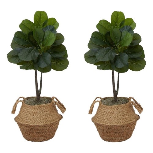 Albero fico foglia - fico, di