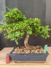 bonsai  olmo cinese  h 40 cm