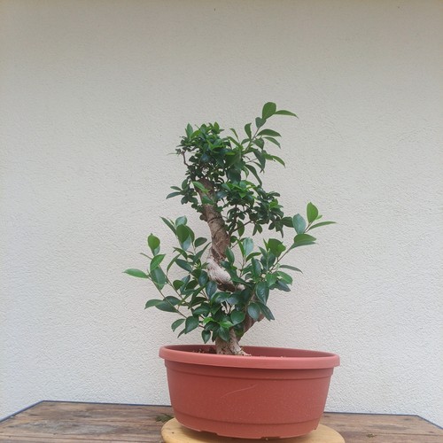 Ficus ginseng - ficus,