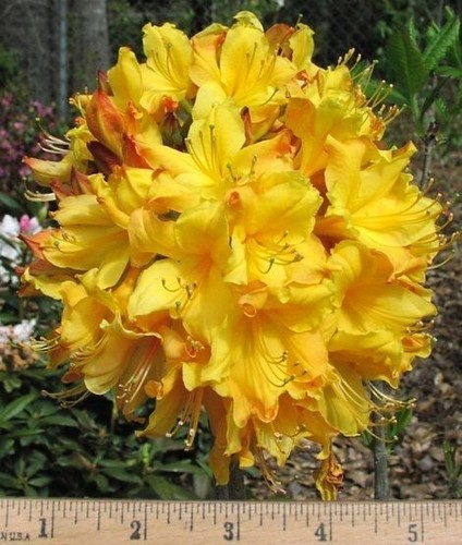 Spring fanfare aromi azalea - spring, fanfare~aromi