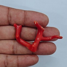 Ramo di corallo rosso